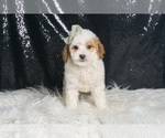 Small Photo #95 Poodle (Toy) Puppy For Sale in WARSAW, IN, USA