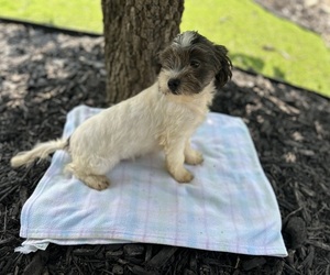ShihPoo Puppy for sale in HARDY, AR, USA