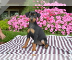 Puppy Gloria Miniature Pinscher