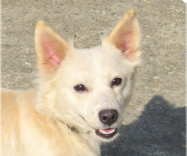 Medium Photo #1 Mutt Puppy For Sale in San Ramon, CA, USA