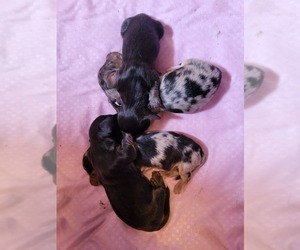 Dachshund Litter for sale in BLAIRSVILLE, PA, USA