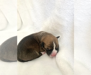 Pembroke Welsh Corgi Puppy for sale in RIVERSIDE, CA, USA