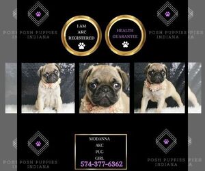 Pug Puppy for sale in WARSAW, IN, USA