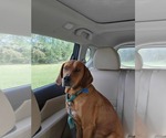 Small #14 Golden Retriever Mix