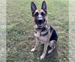 Small #1 German Shepherd Dog