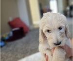 Small #15 Goldendoodle