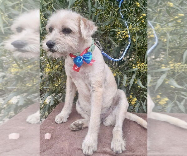 Medium Photo #6 Mutt Puppy For Sale in San Diego, CA, USA