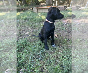 Frannie - Female Mutt Dog for Adoption - Photo #4