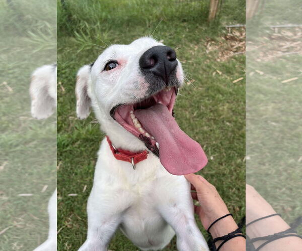 Medium Photo #25 English Setter-Labrador Retriever Mix Puppy For Sale in Rustburg, VA, USA