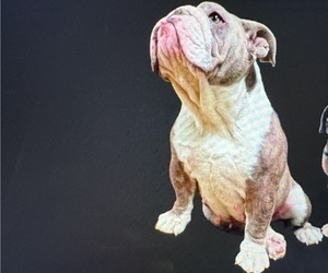 Mother of the Bulldog puppies born on 02/12/2026