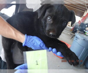 Labrador Retriever-Unknown Mix Dogs for adoption in Oroville, CA, USA
