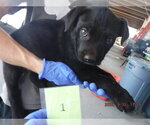 SALEM - Male Labrador Retriever-Unknown Mix Dog for Adoption - Small photo