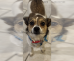Small Chihuahua Mix