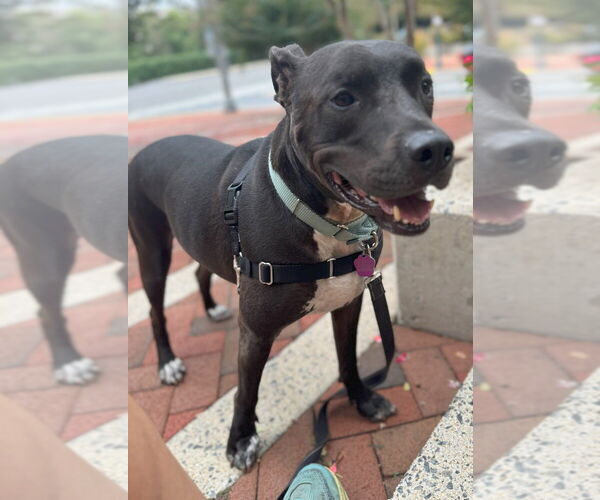 Medium Photo #2 American Pit Bull Terrier-Unknown Mix Puppy For Sale in Spotsylvania, VA, USA