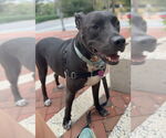Small #1 American Pit Bull Terrier Mix