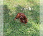 Small #22 Cavalier King Charles Spaniel