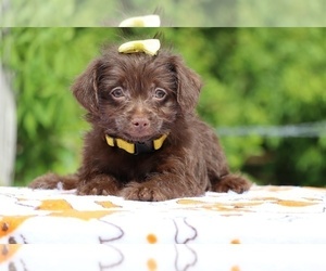Poodle (Toy)-YorkiePoo Mix Puppy for sale in DYERSBURG, TN, USA