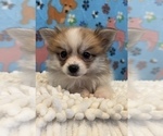 Small #2 Pomeranian