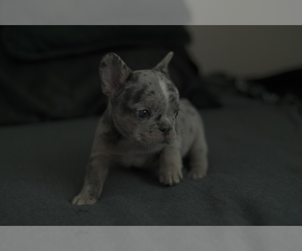 Medium Photo #4 French Bulldog Puppy For Sale in SAN DIEGO, CA, USA