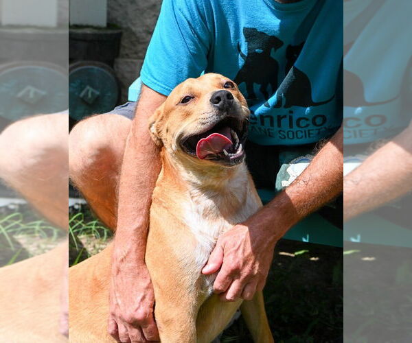 Medium Photo #2 Mutt Puppy For Sale in Glen Allen, VA, USA