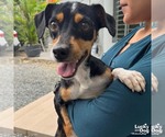 Small #1 Chihuahua Mix