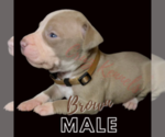 Puppy 14 American Pit Bull Terrier