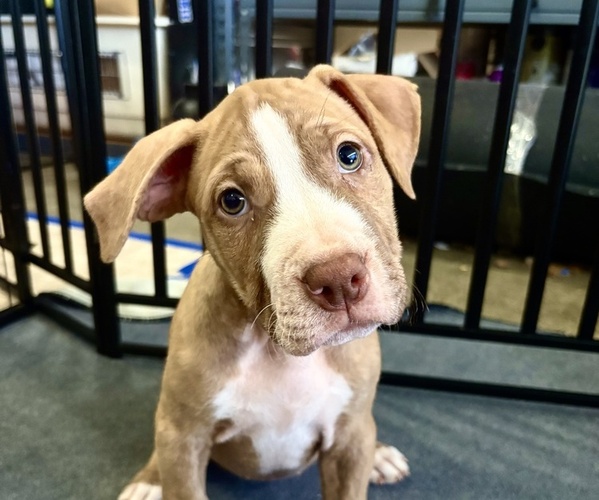 Medium Photo #1 American Pit Bull Terrier Puppy For Sale in LOS ANGELES, CA, USA