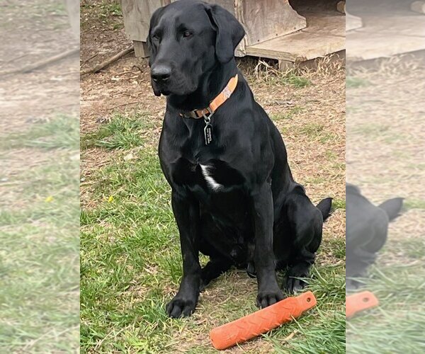Medium Photo #1 Labradoodle Puppy For Sale in STALEY, NC, USA