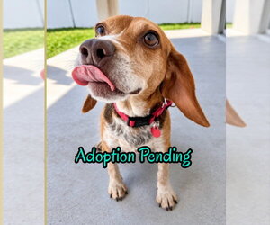 Beagle Dogs for adoption in Dunnellon, FL, USA