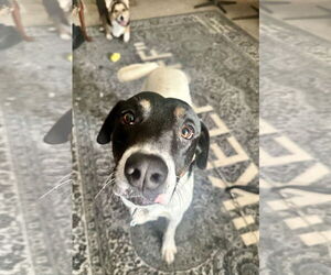 VON - Male German Shorthaired Pointer-Unknown Mix Dog for Adoption - Photo #8