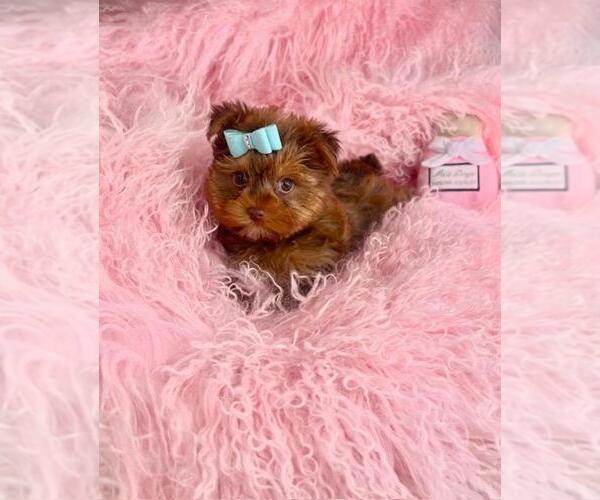 Medium Photo #20 Morkie Puppy For Sale in MIAMI BEACH, FL, USA