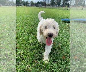 Labradoodle Puppy for sale in BUNA, TX, USA