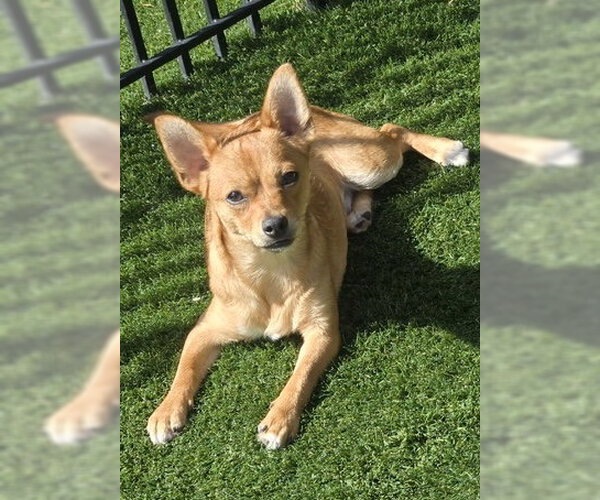 Medium Photo #4  Puppy For Sale in , 