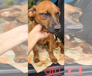 Boxer-German Shepherd Dog Mix Dogs for adoption in Dumont, NJ, USA