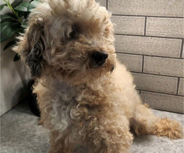 Medium Photo #1 Bernedoodle-Poodle (Miniature) Mix Puppy For Sale in LINTON, IN, USA