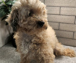 Small Photo #1 Bernedoodle-Poodle (Miniature) Mix Puppy For Sale in LINTON, IN, USA