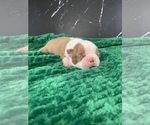 Small Photo #47 Boston Terrier Puppy For Sale in TULARE, CA, USA