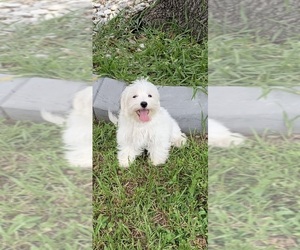 Cotonese Puppy for sale in PARRISH, FL, USA