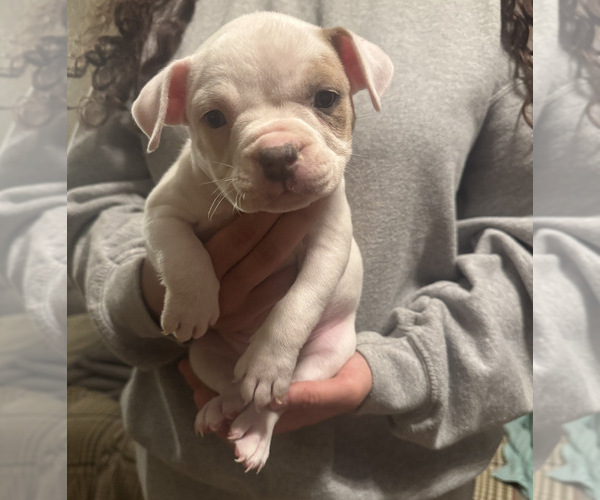 Medium Photo #5 American Bully Puppy For Sale in BOONE, IA, USA