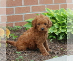 Small Photo #4 Labradoodle-Poodle (Miniature) Mix Puppy For Sale in NEW PROVIDENCE, PA, USA