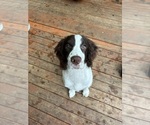 Small English Springer Spaniel