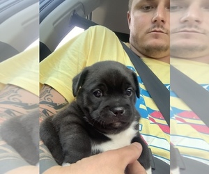Frenchie Pug-Pug Mix Puppy for sale in KNIGHTSVILLE, SC, USA