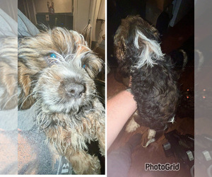 Cock-A-Tzu Puppy for sale in OGDENSBURG, NY, USA