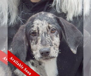 Australian Shepherd-Catahoula Leopard Dog Mix Dogs for adoption in Huntley, IL, USA
