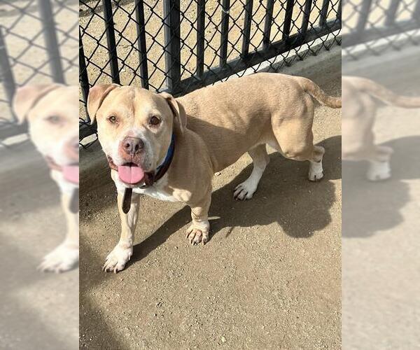 Medium Photo #1 Bulldog-Unknown Mix Puppy For Sale in Riverside, CA, USA