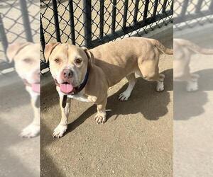Bulldog-Unknown Mix Dogs for adoption in Riverside, CA, USA