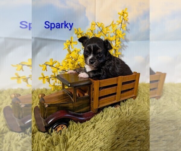 Medium Photo #3 Chihuahua Puppy For Sale in LEBANON, PA, USA