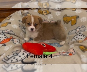 Pembroke Welsh Corgi Puppy for sale in GUTHRIE, KY, USA