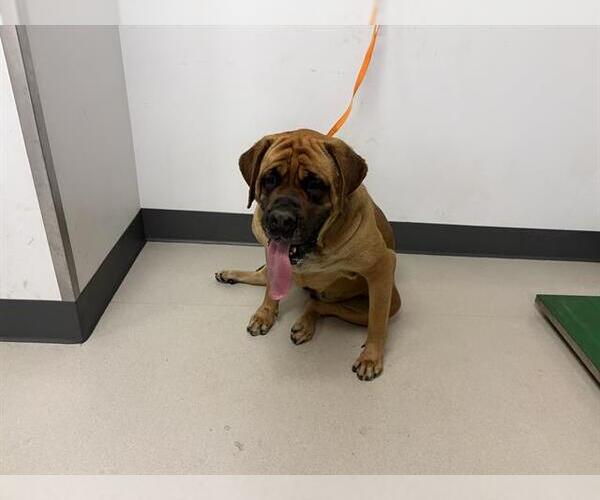 Medium Photo #1 Mastiff Puppy For Sale in Corona, CA, USA