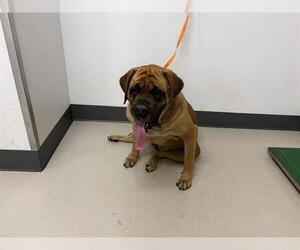 Mastiff Dogs for adoption in Corona, CA, USA